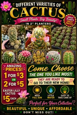 Different varieties of cactus