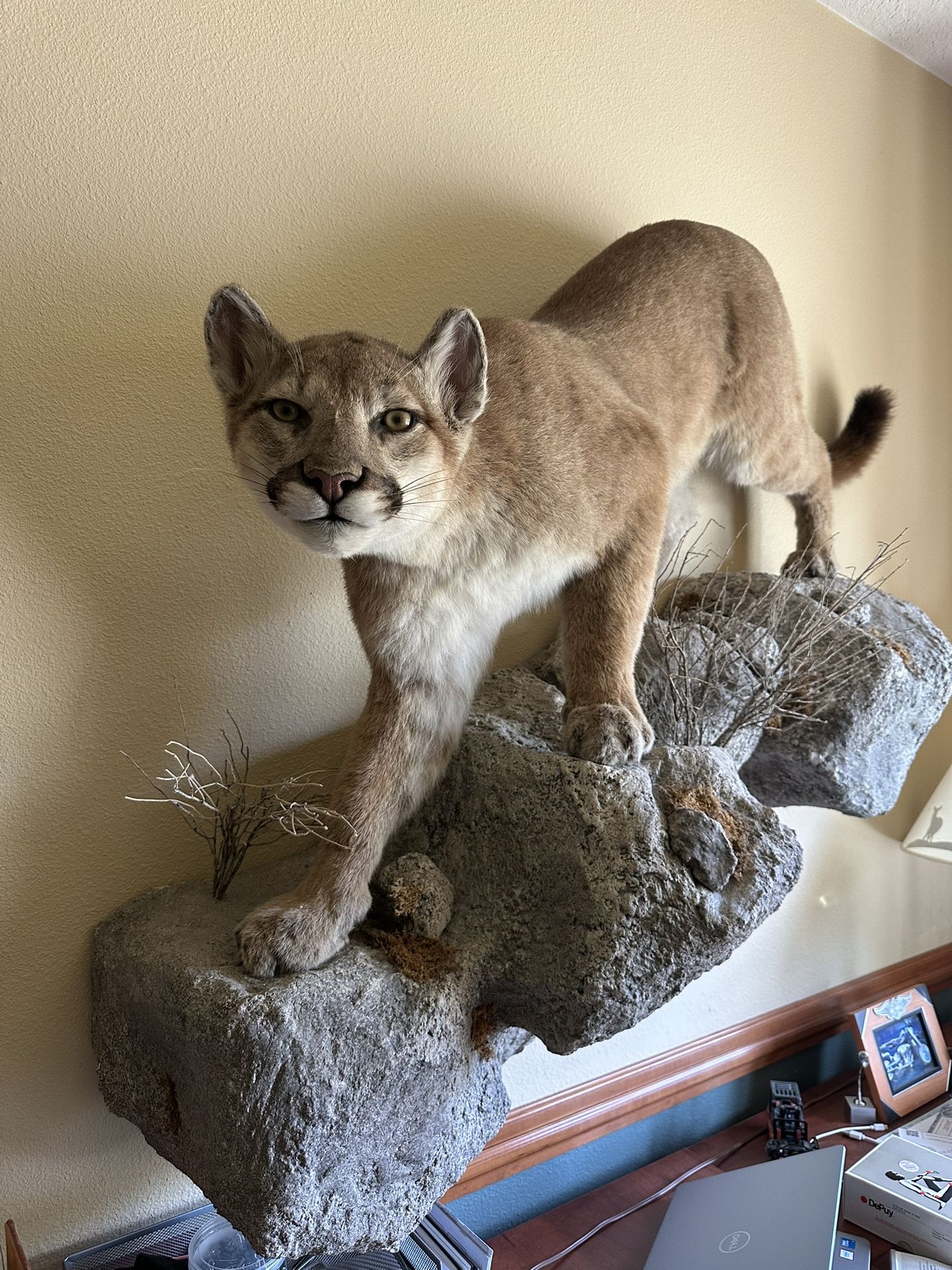 Mountain Lion Taxidermy