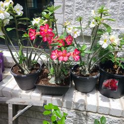 Rosas Del Desierto En Maceta 
