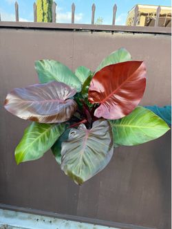 8” big philodendron red cherry ( hard to find )