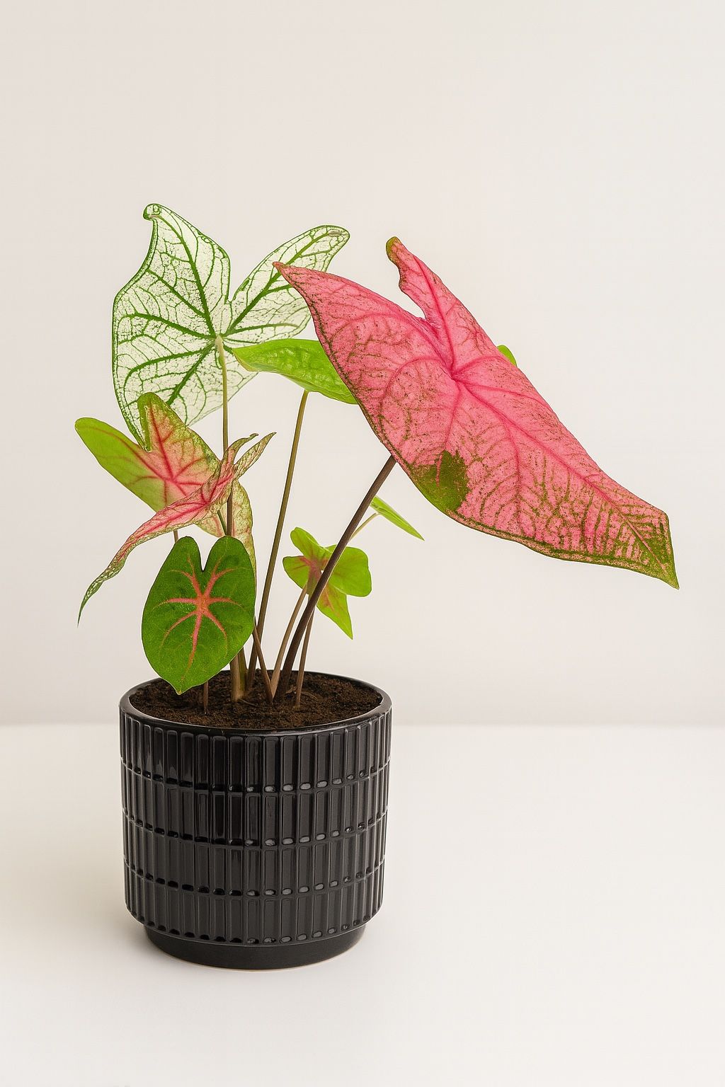 ๐ฟ Dual Caladium Delight โ Colorful Foliage for Indoor Elegance ๐ฟ
