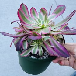 Aeonium Medusa Cluster Imported
