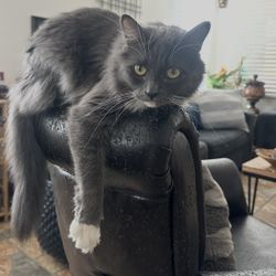 Cat Tree 