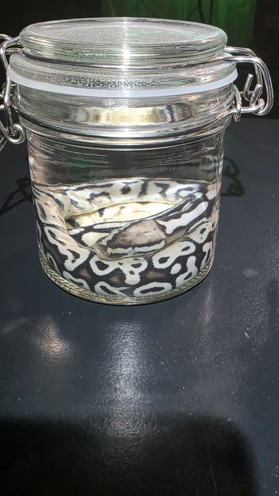 Ball Python Wet specimens. 2 available