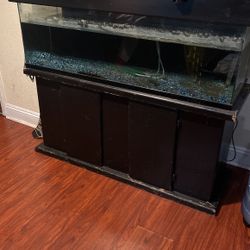 Fish Tank 