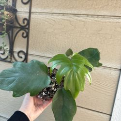 4” philodendron mayoi