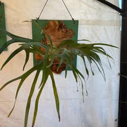 Stag Horn Fern Plant