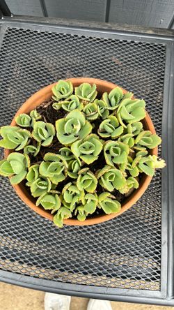 Succulent - Mother of Thousands