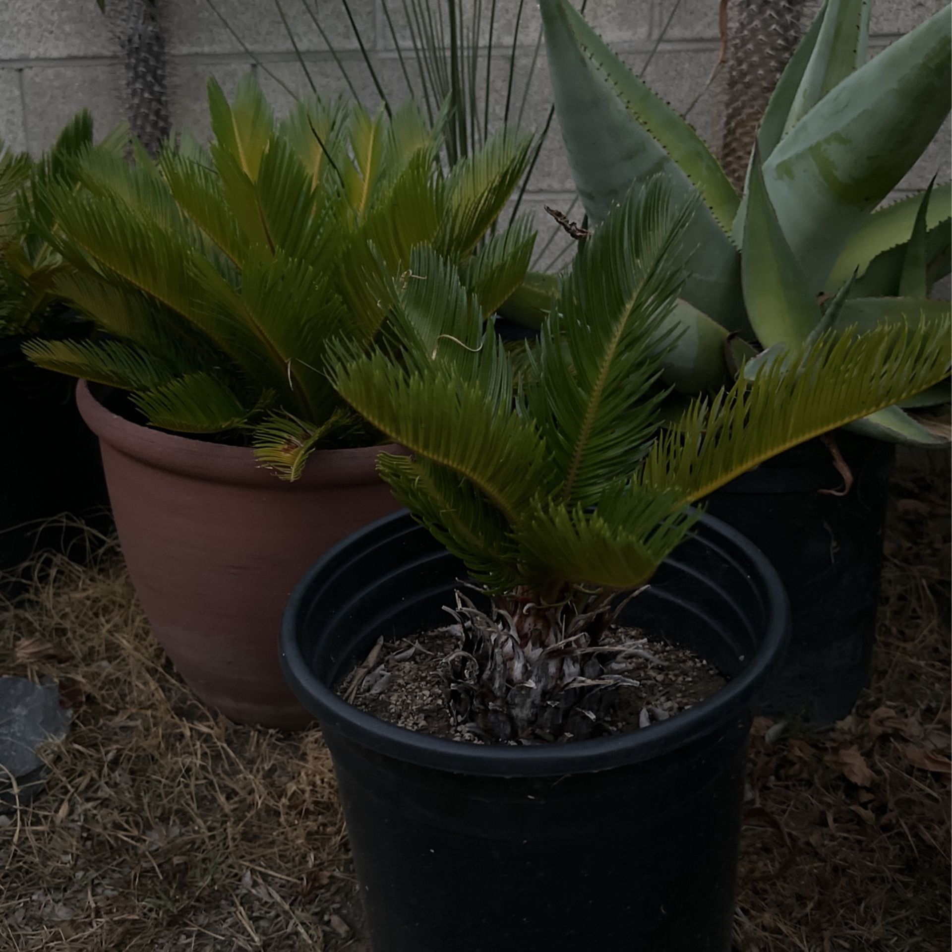 Madagascar Palm For Sale/ Sago Palm And Other Plants