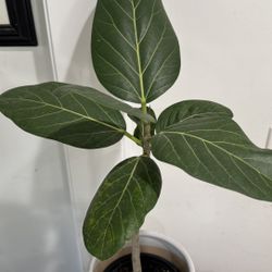 Ficus Audrey