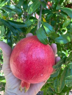 Pomegranates