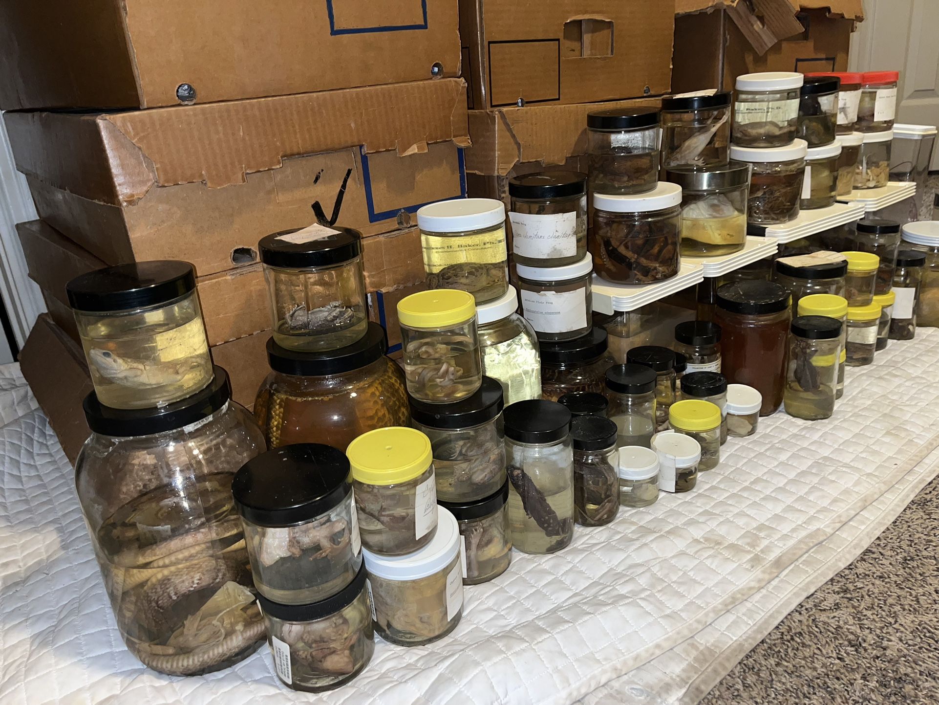 Wet Specimens for Sale in Houston, TX OfferUp