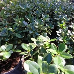 GREEN 💚 ISLAND FICUS PRIVACY HEDGE PLANTS 3GL $6