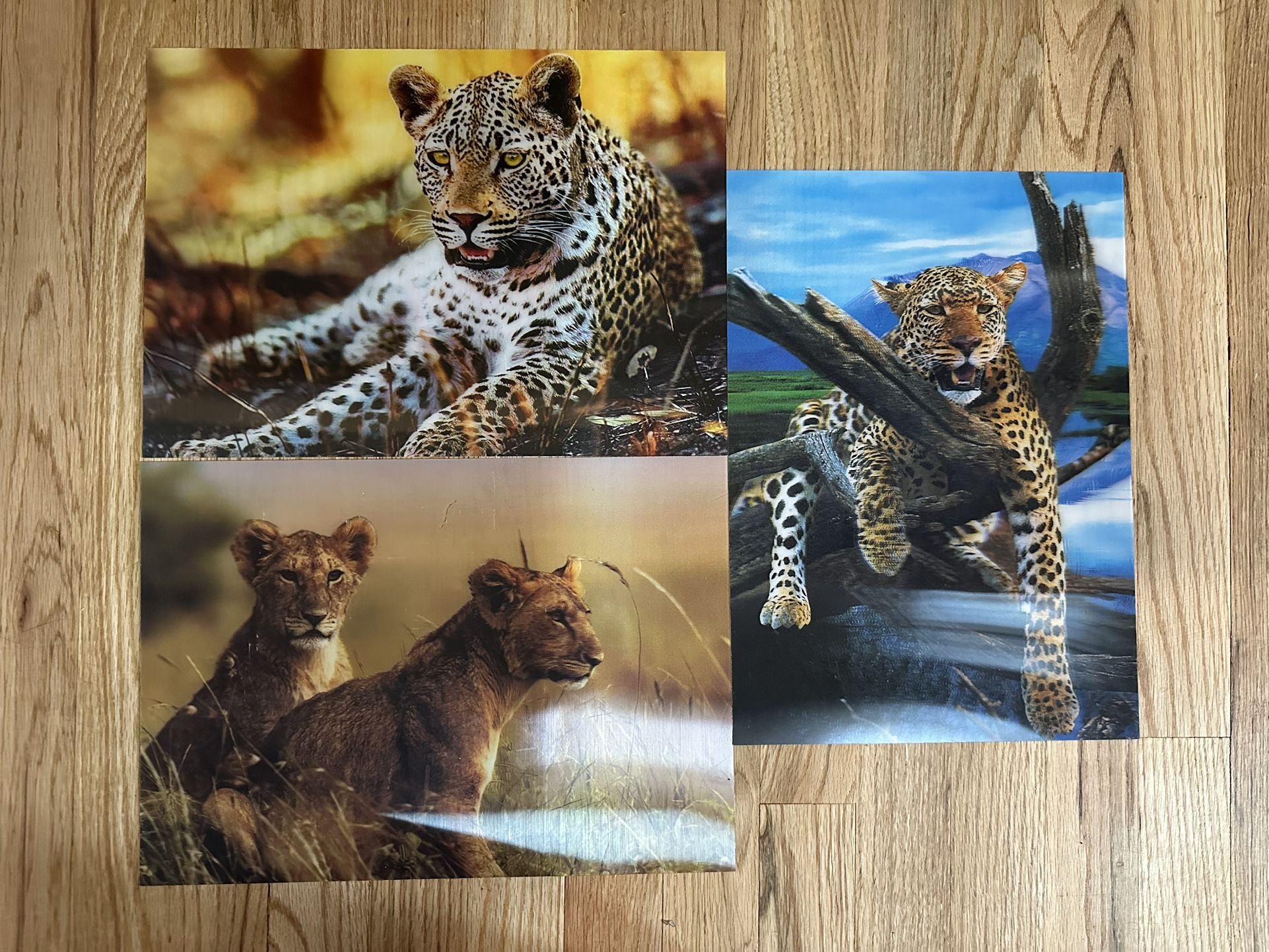 3D Decoration Cheetah And Lion Photos