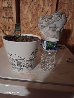 Mushroom Pot For Plants