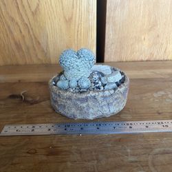 plant - euphorbia piscidermis