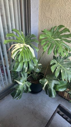 Large Thai Monstera constellation live plant