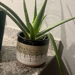 Large Aloe Vera Plant 