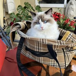 New York Pet Carrier 