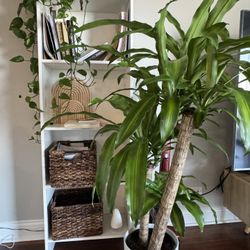 Book Shelf’ From ikea , large Size plants And Decor Free