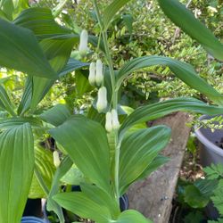 Solomon’s Seal