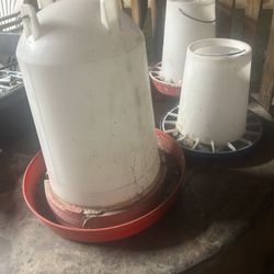 Chicken Feeders And Drinker