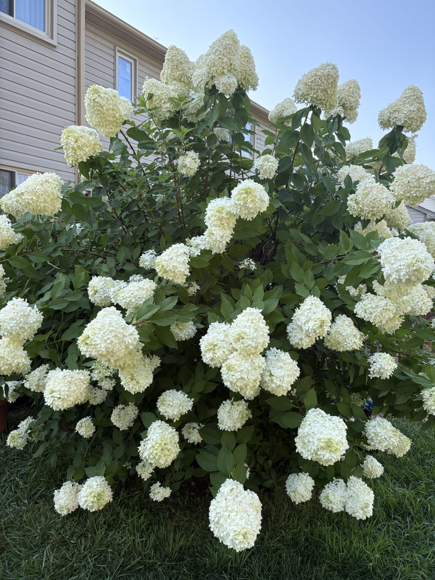 Hydrangea flower Stems