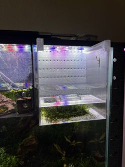 Caridina / Neocaridina 2 Level Breeder Box