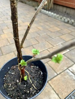Black Currant Plant 