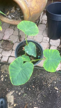 Elephant ear