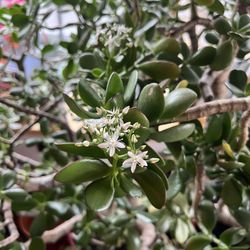 Large Flowering Jade Plant