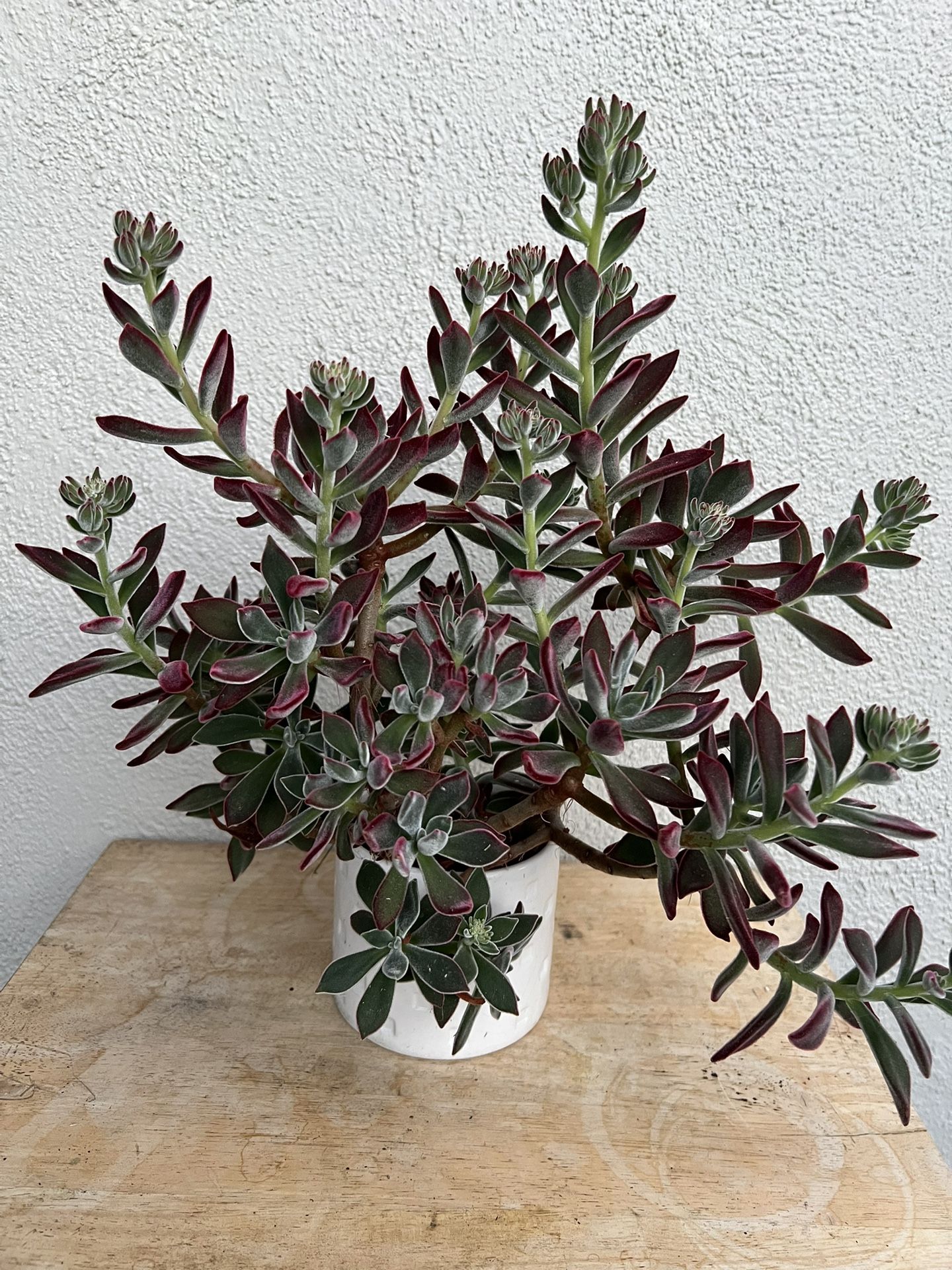 Plants / Succulents