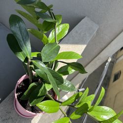  ZZ Plant - Real Plant 