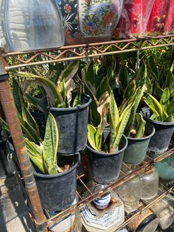 Snake Plant in Black Plastic Pot