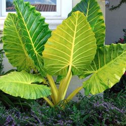 Alocasia Giant Gold Lutea 'Golden Tiger' - Yellow stem - Elephant Ear LIVE PLANT (not bulbs) - 2-3ft tall - shipped from sunny Florida