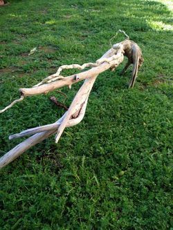 Natural Driftwood For Aquariums Terrariums Decor