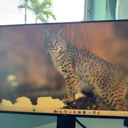 Computer Monitors 