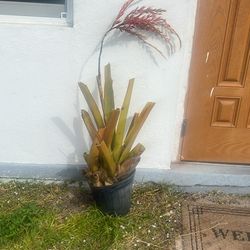 Giant bromeliad live plant available