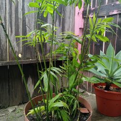 Plants