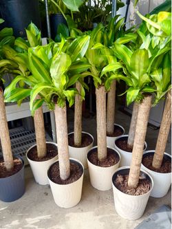 Plants (10”pot x 3.5ft tall🌿Dracaena corn $15 each)