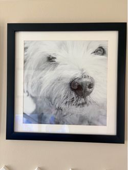 Framed Dog prints