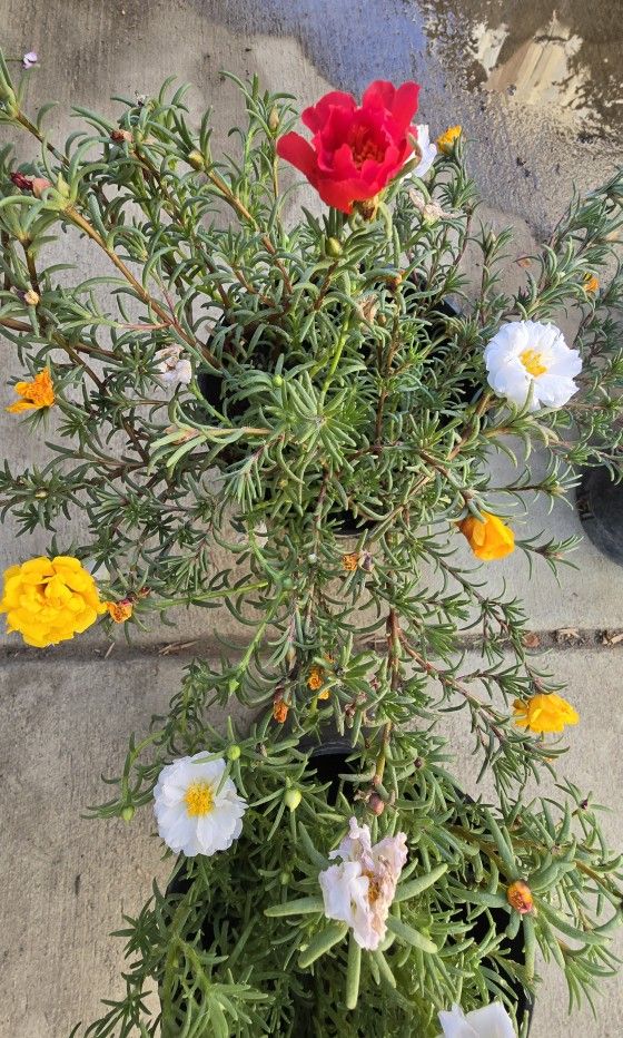 Plants For Sale  FLOWER Plants 