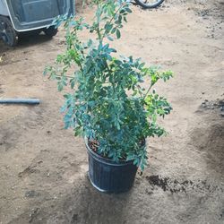 Vendo Plantas De Ruda Cada Una $17