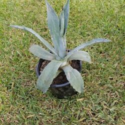 Potted Small Maguey Plant