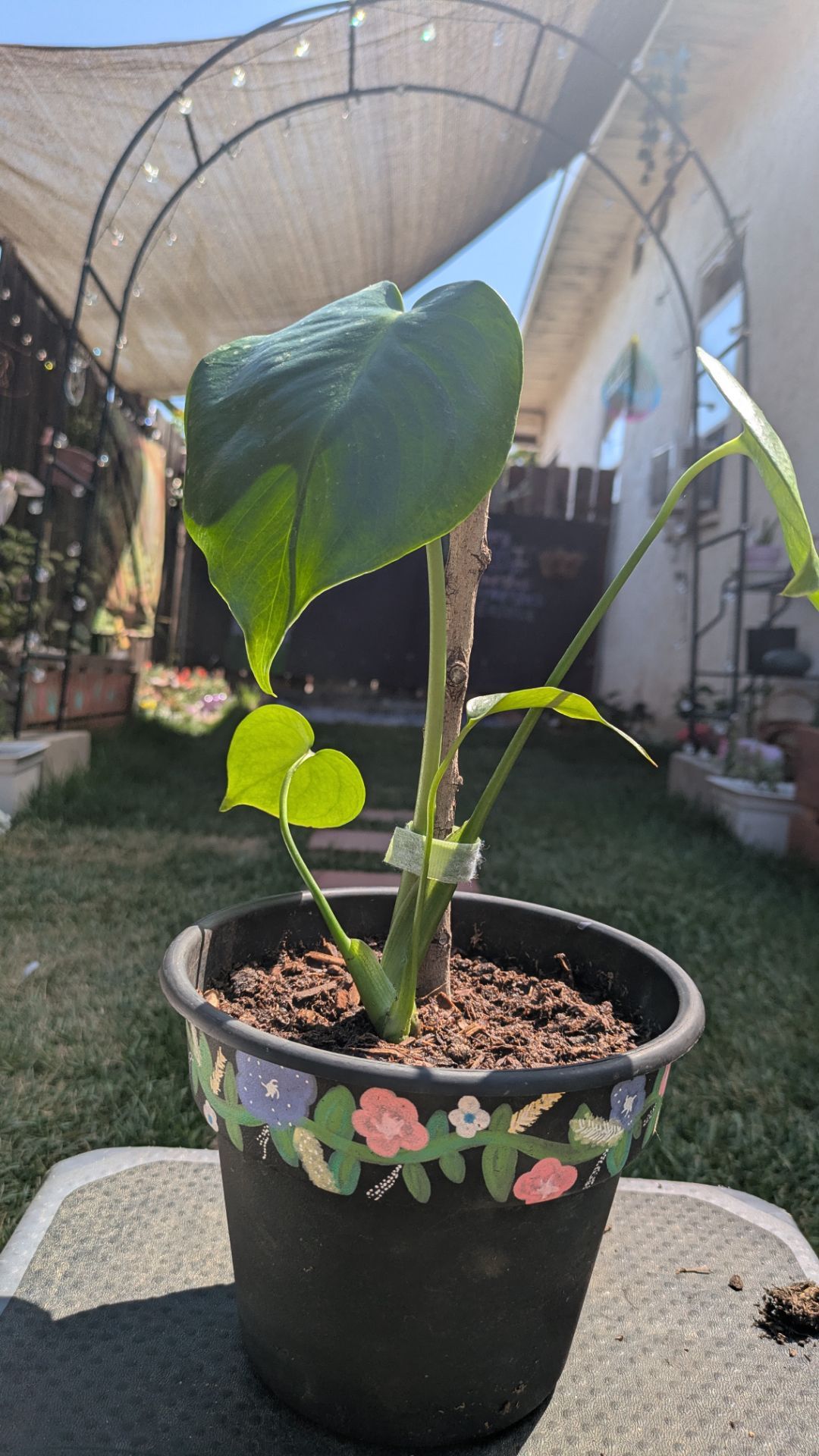 Young Monstera Deliciosa