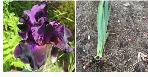Iris