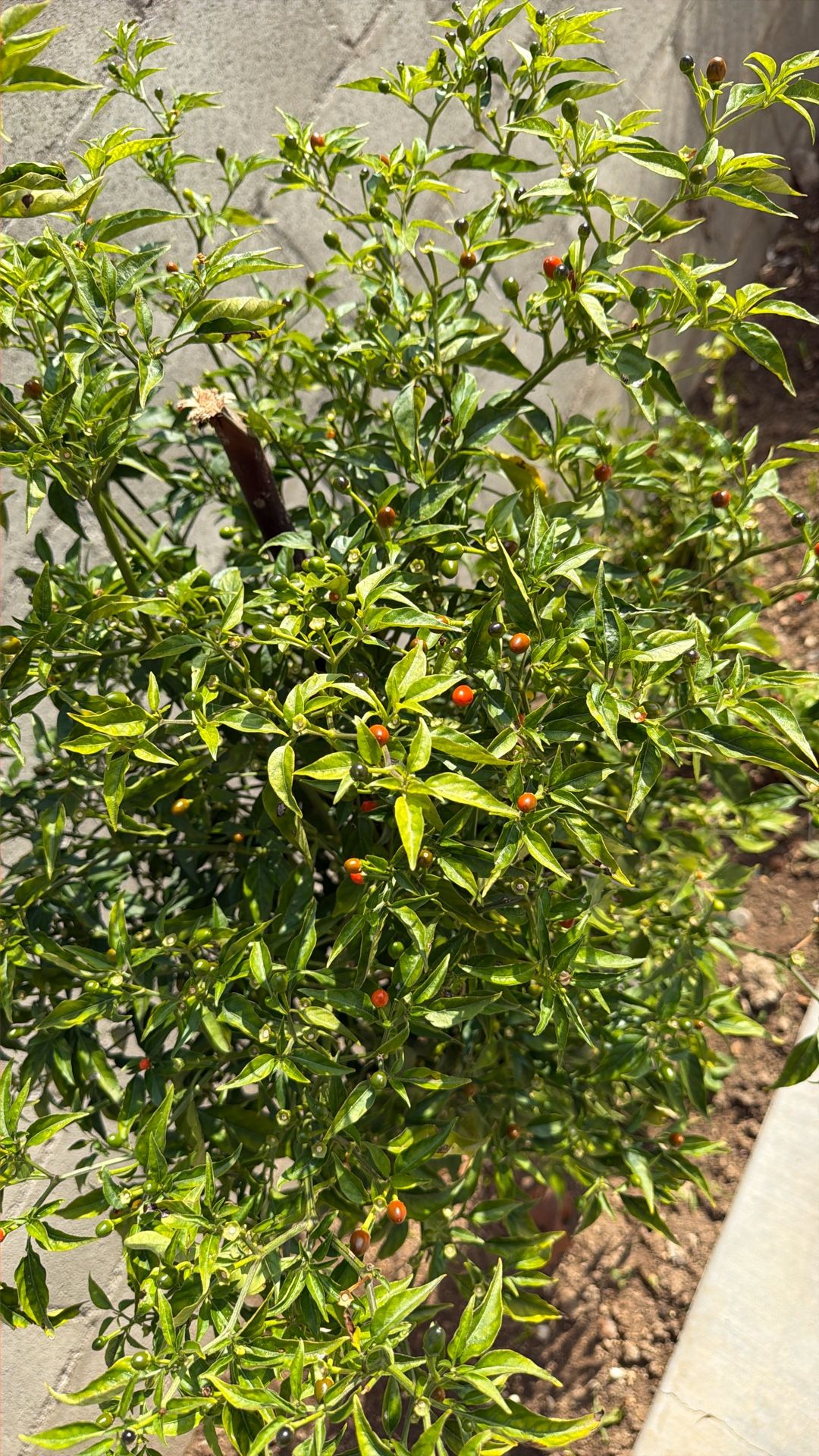 Chile Chiltepín