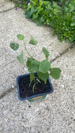 Papalo plant
