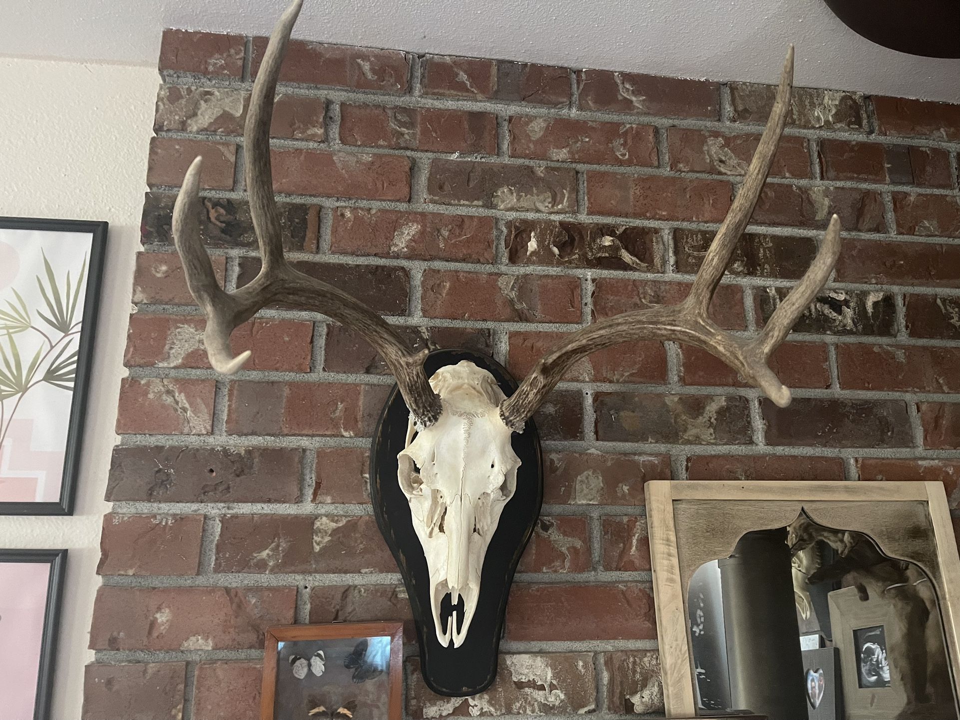 Deer Skull Antlers