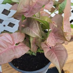 Syngonium pink freckles 4 inch pot